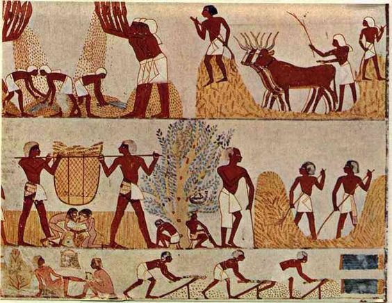 Agriculture in the ancient Nile Valley